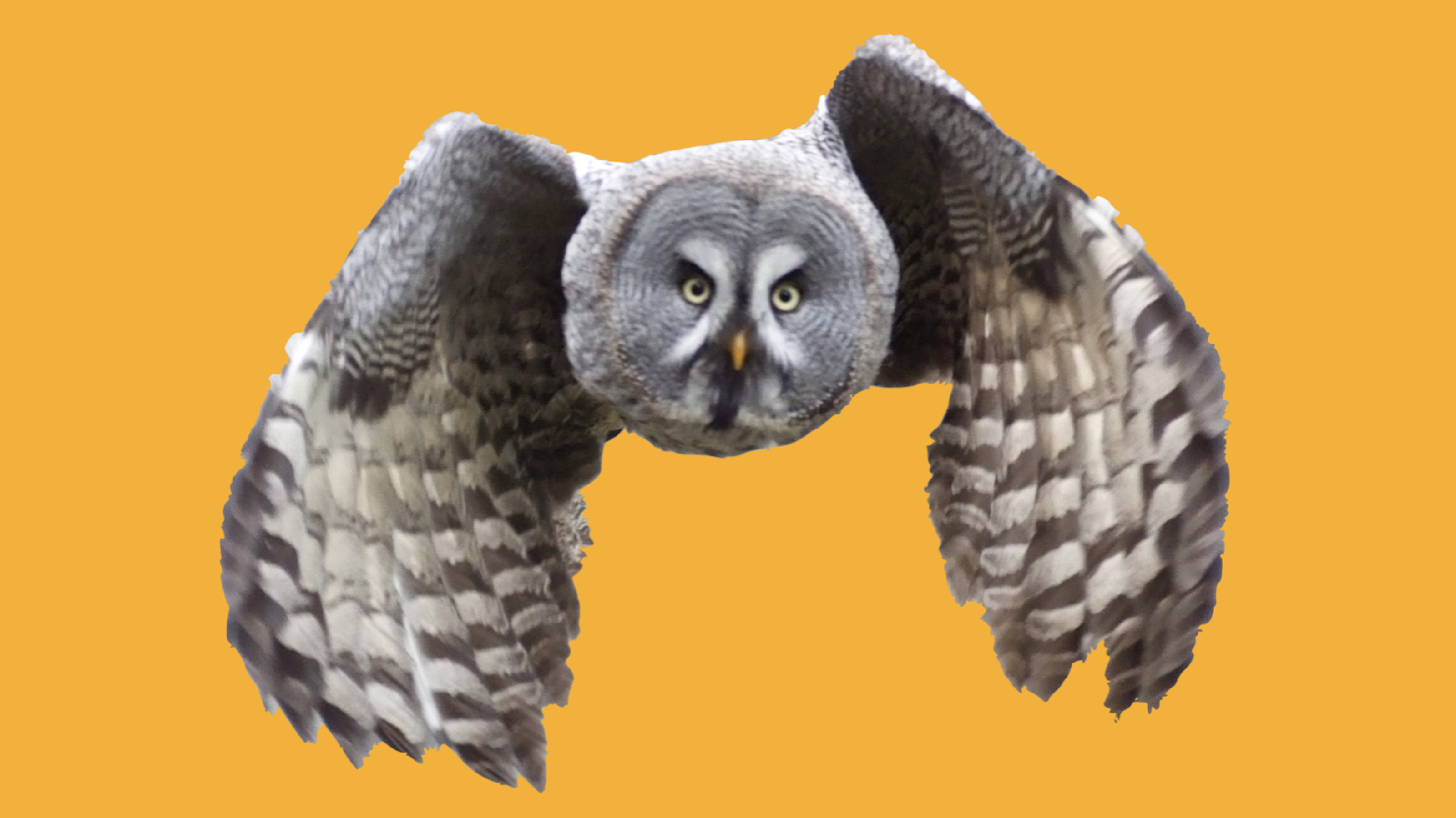 A wizard owl soars over an orange background.